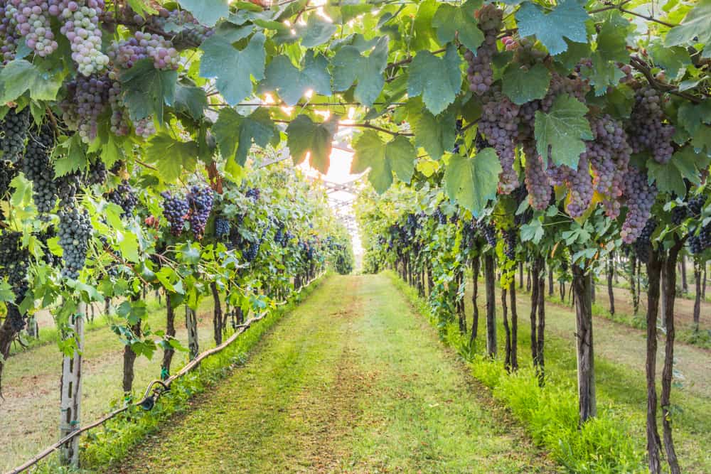 The Branch, The True Vine And The Husbandman Christian Learning & News