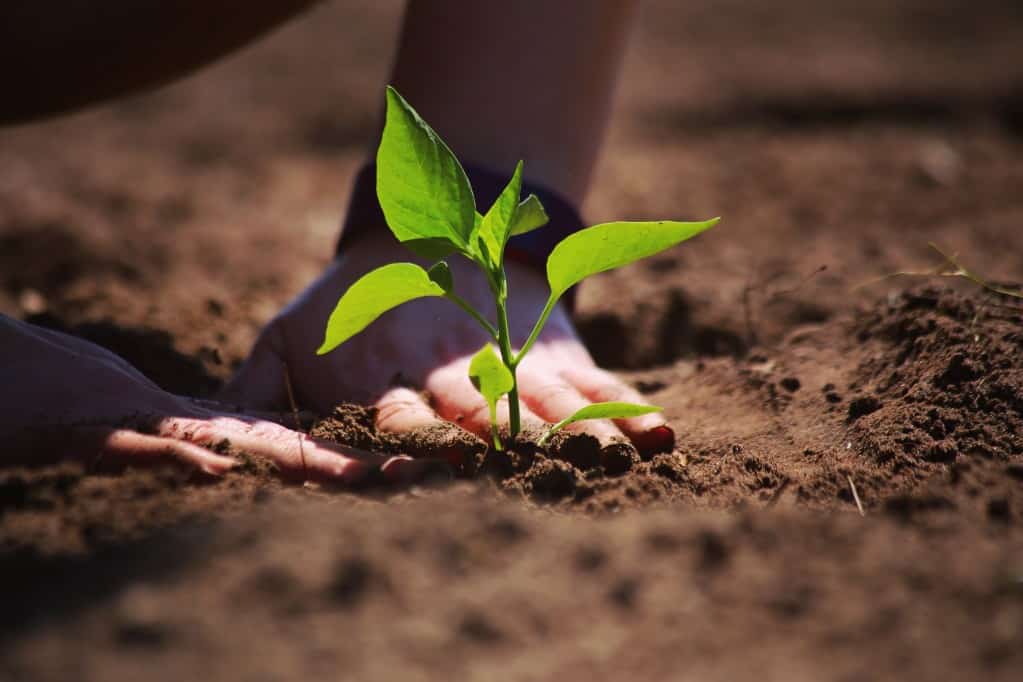 tending the soil