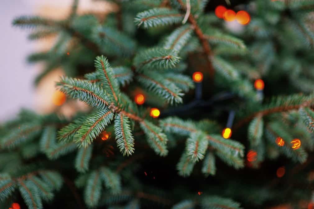 A Deeper Look At The Christmas Tree Christian Learning & News