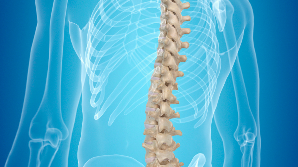 Spine