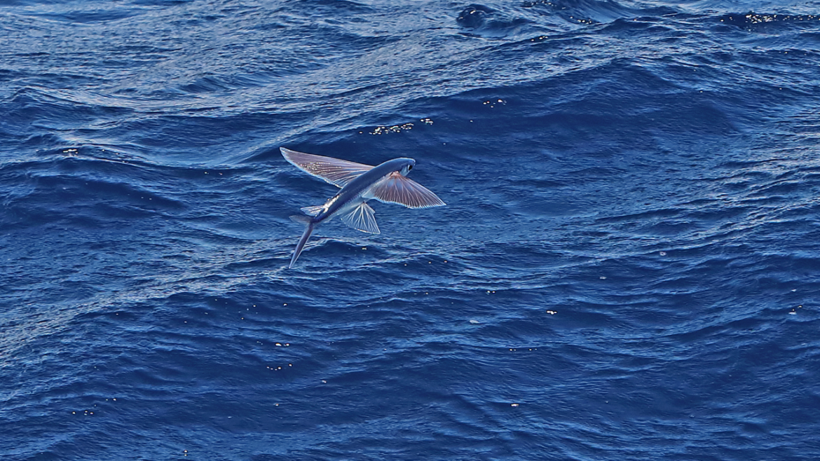 flying fish
